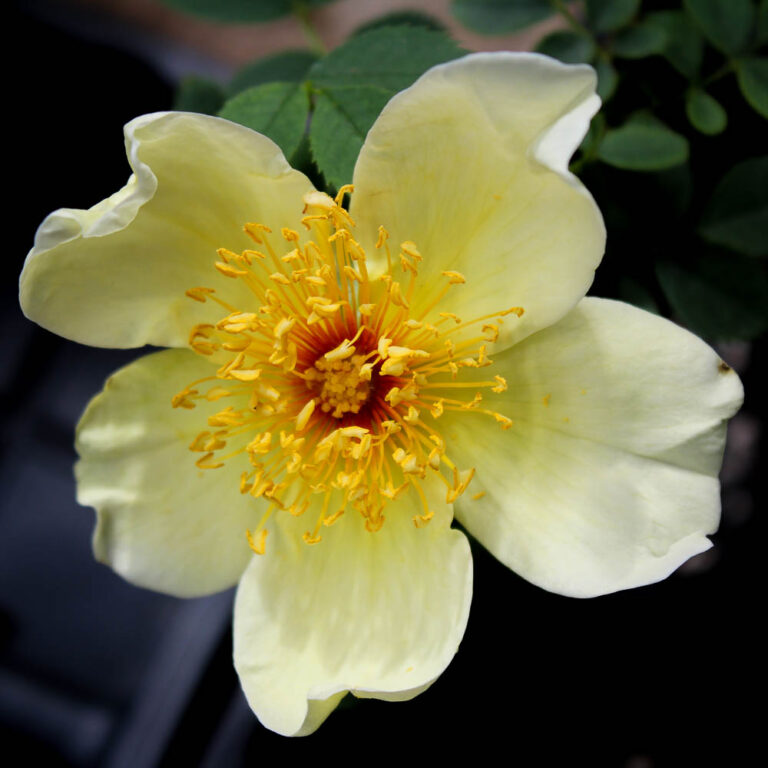 Modern Roses Collection High Country Roses