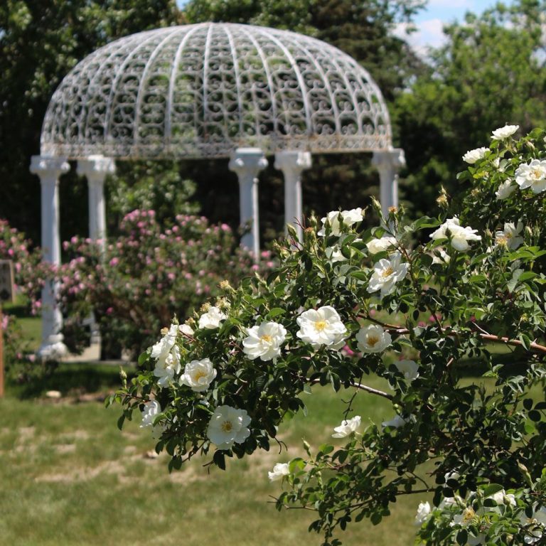 Home High Country Roses