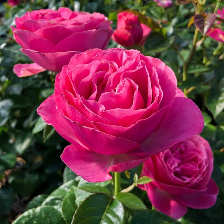 Home High Country Roses