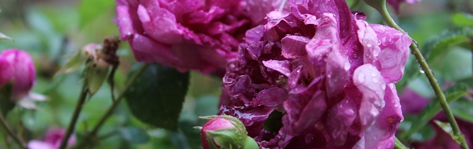 Old Garden Roses