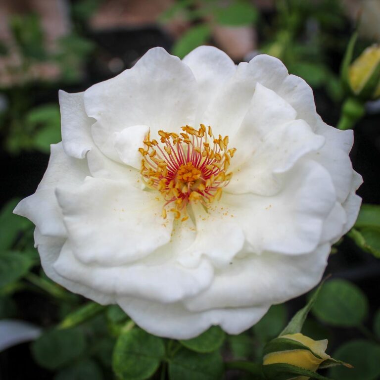 Modern Roses Collection Page 16 of 33 High Country Roses