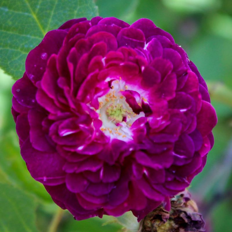 Home High Country Roses