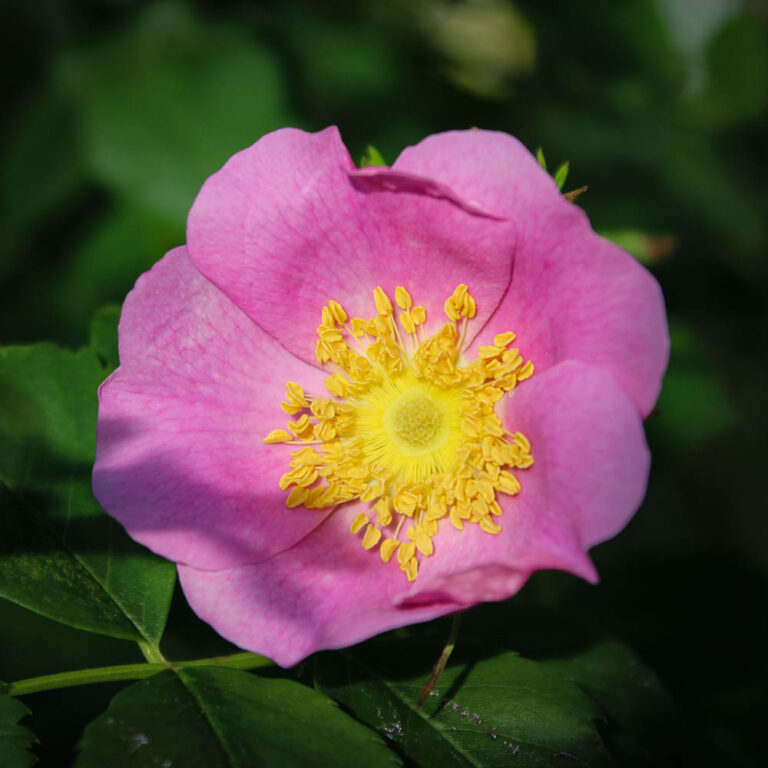 Species Roses Collection High Country Roses