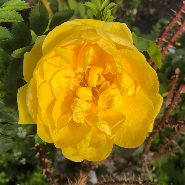 Species Roses Collection High Country Roses