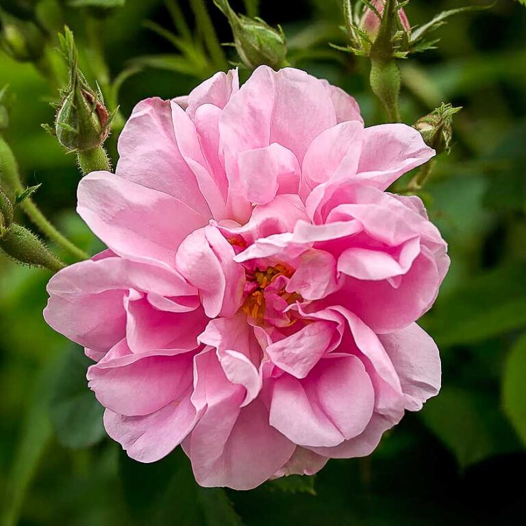 Damask Roses Archives High Country Roses