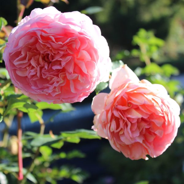 Abraham Darby by ML Douglas