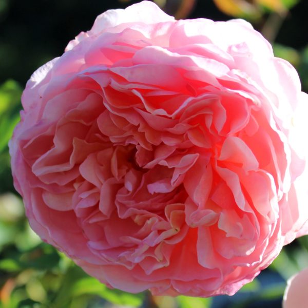 Abraham Darby by ML Douglas