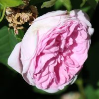 Austin Pink Damask by ML Douglas