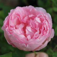 Duchesse de Brabant by ML Douglas