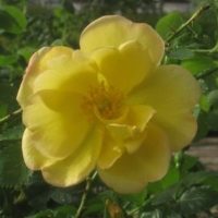 Lawrence Johnston (Hidcote Yellow)-0