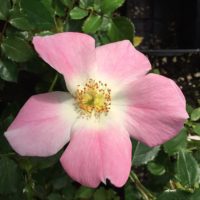 My Wild Irish Rose