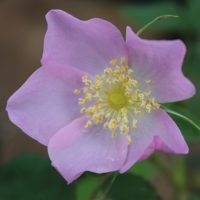 Rosa acicularis-0