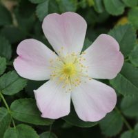 Rosa canina-0