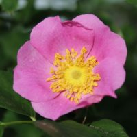 Rosa carolina