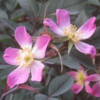 Rosa glauca-0