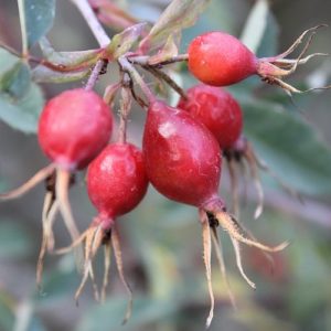 Rosa glauca-1046