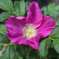 Rosa rugosa rubra-0