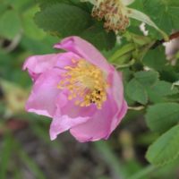 Rosa woodsii-0