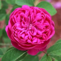 Rose de Rescht by ML Douglas