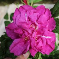 Rugosa Magnifica by ML Douglas